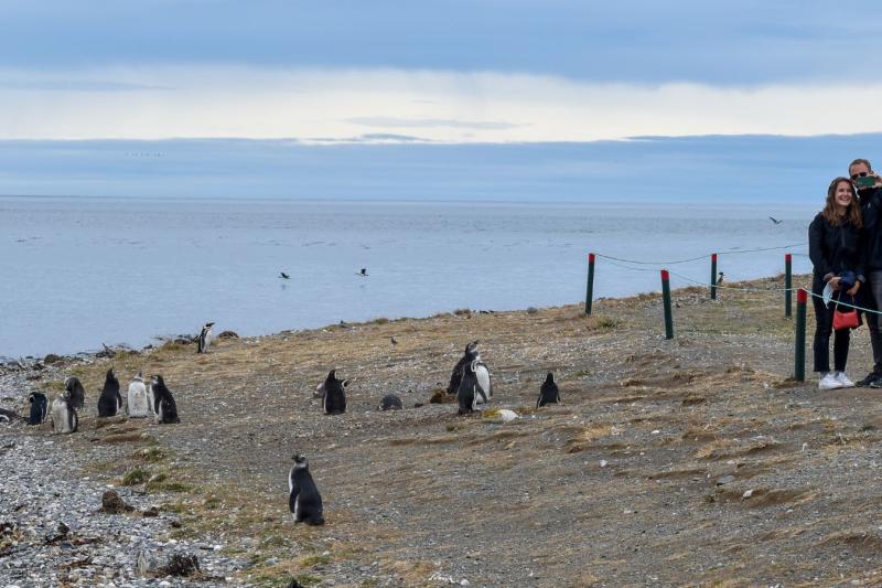 Excursion en bateau sur le thème des pingouins à l'île Magdalena