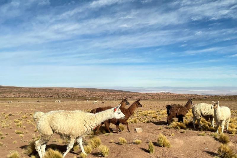 Piedras Rojas, Salar d'Atacama et lacs d'Altiplano