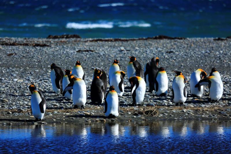 Visite des manchots royaux à proximité de Punta Arenas, dans le King Penguin Park