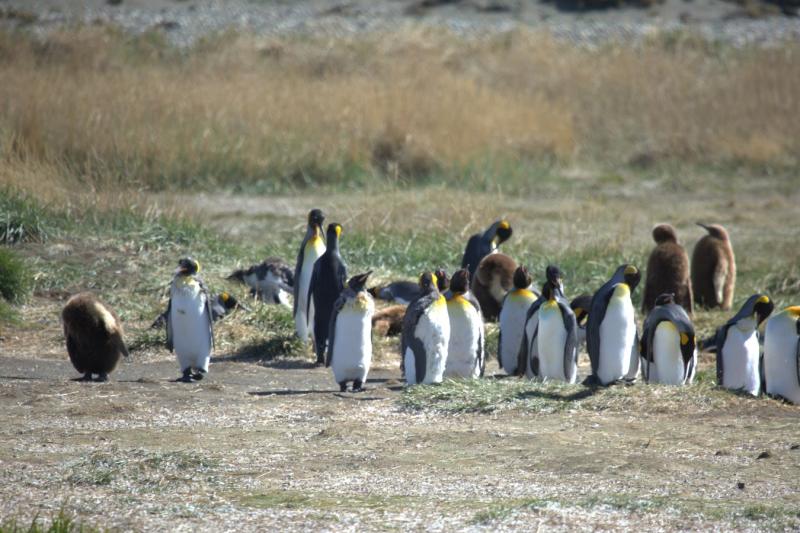 Explorez la belle Patagonie pleine de flore et de faune, avec cette belle espèce de pingouins