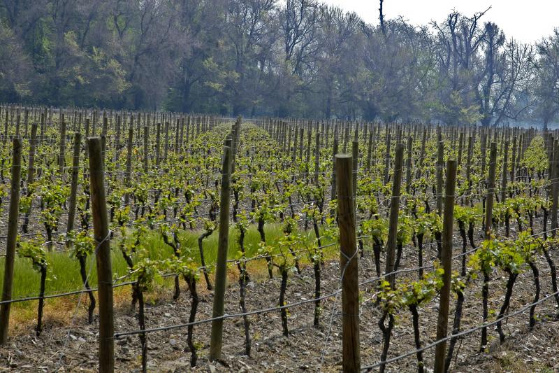 Cousino Macul Winery : visite guidée