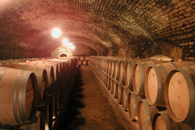 Cousino Macul Winery : visite guidée