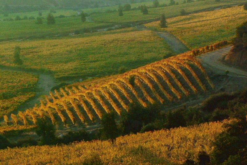 Colchagua Valley Winery : excursion d'une journée de Santiago
