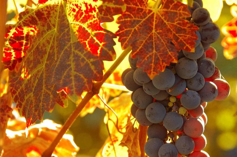 Raisins & Vin