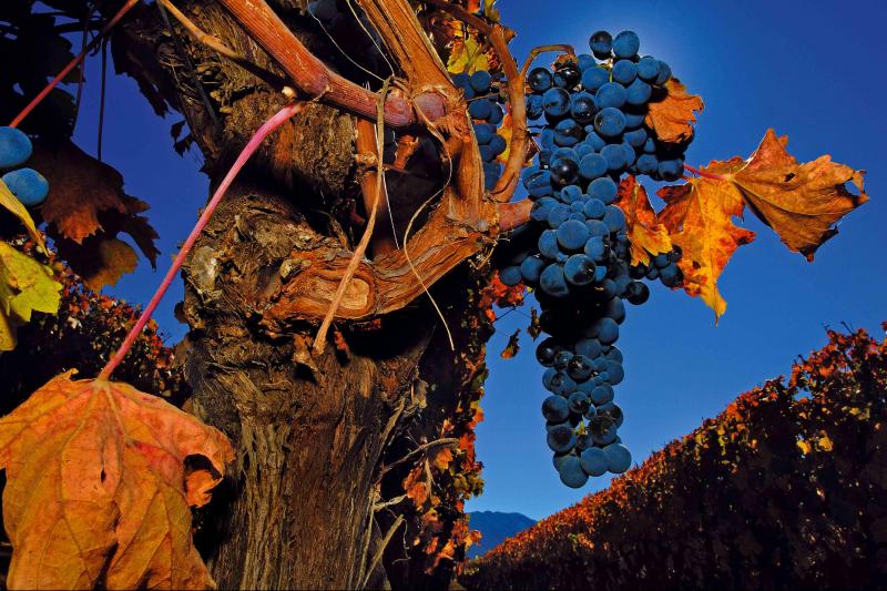 Colchagua Valley Winery : excursion d'une journée de Santiago