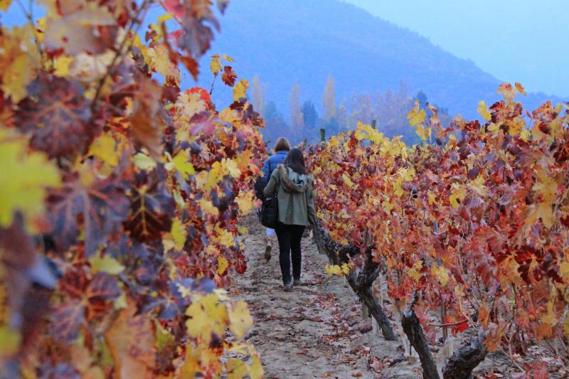 Colchagua Valley Winery : excursion d'une journée de Santiago