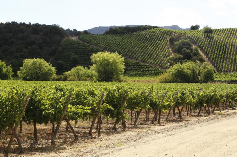Colchagua Valley Winery : excursion d'une journée de Santiago