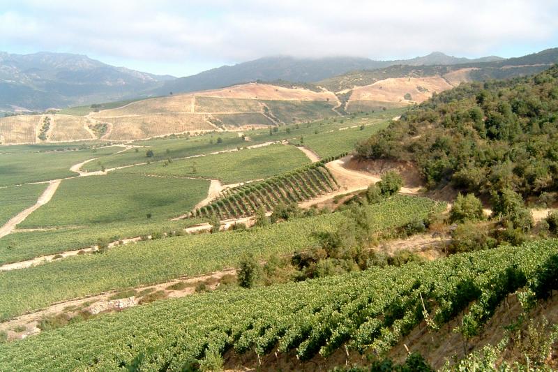 Colchagua Valley Winery : excursion d'une journée de Santiago