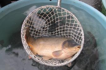 Prague : visite à pied de Noël avec shopping