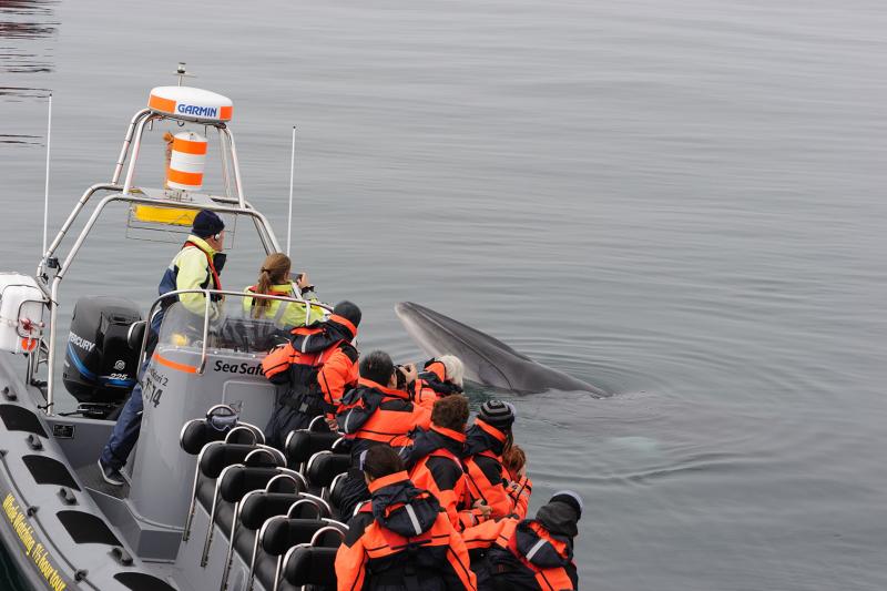 Observation des baleines et macareux au départ de Reykjavik