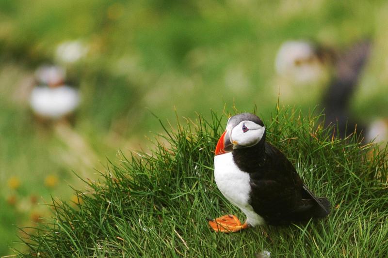 Observation des baleines et macareux au départ de Reykjavik