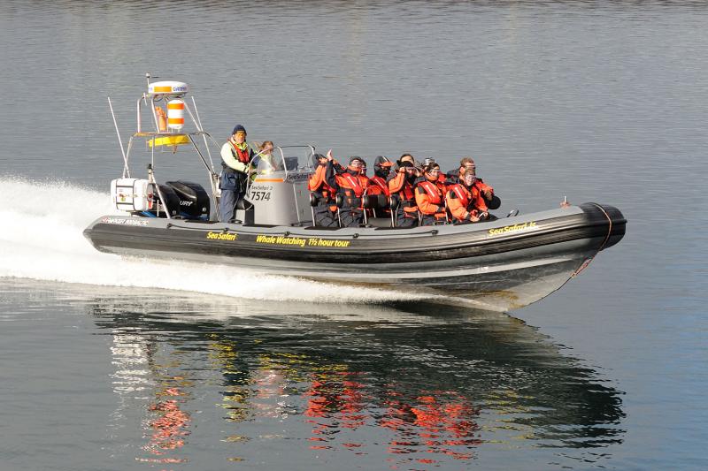 Observation des baleines et macareux au départ de Reykjavik