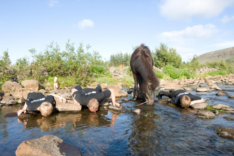 Excursion d'équitation en Islande au départ de Reykjavik