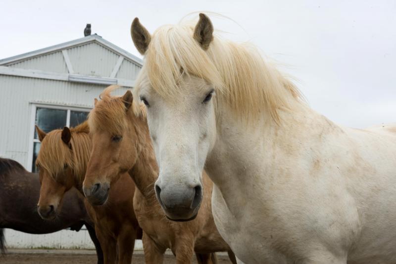 Excursion d'équitation en Islande au départ de Reykjavik