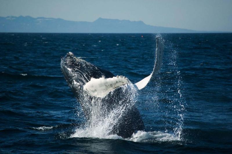 Baleine à bosse faisant une brèche lors d''une excursion d''observation des baleines au départ de Re