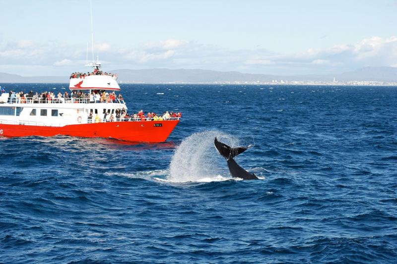 Whale whatching dans la baie de Faxaflói à l''extérieur de Reykjavik Islande