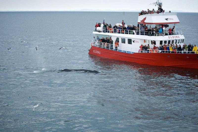 Les gens observent les baleines près de Reykjavik Islande