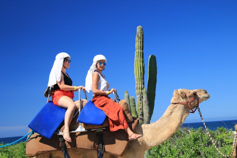 Camel Ride through the Los Cabos Desert with Lunch and Pick-up - Accommodations in Cabo San Lucas