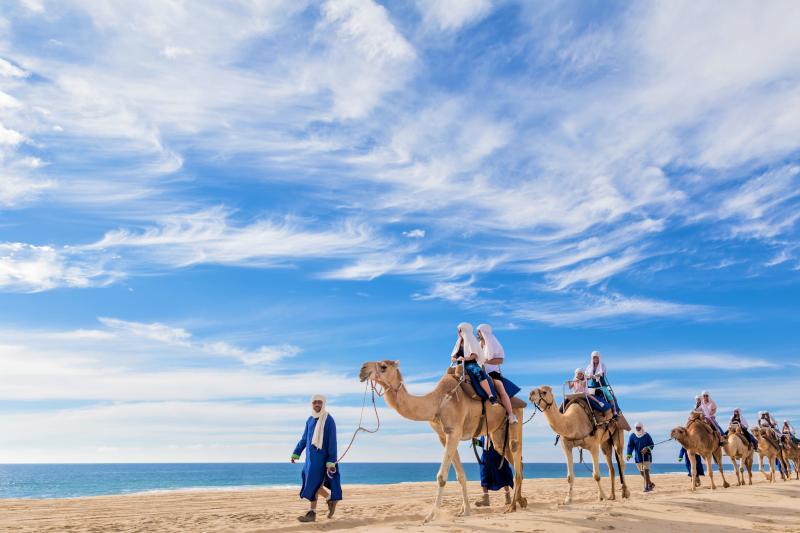 Camel Ride through the Los Cabos Desert with Lunch and Pick-up - Accommodations in Cabo San Lucas