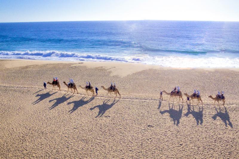 Camel Ride through the Los Cabos Desert with Lunch and Pick-up - Accommodations in Cabo San Lucas