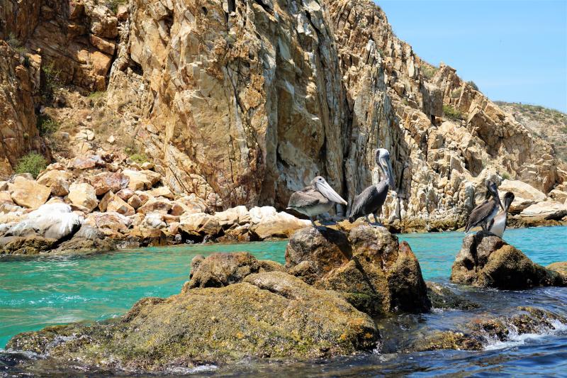 Cabo Arch Excursion and City Walk in Small Group - Accommodations in Cabo San Lucas