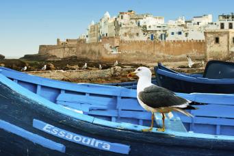Marrakech : excursion guidée d'une journée à Essaouira