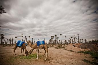 Marrakech : excursion à dos de dromadaire dans la palmeraie