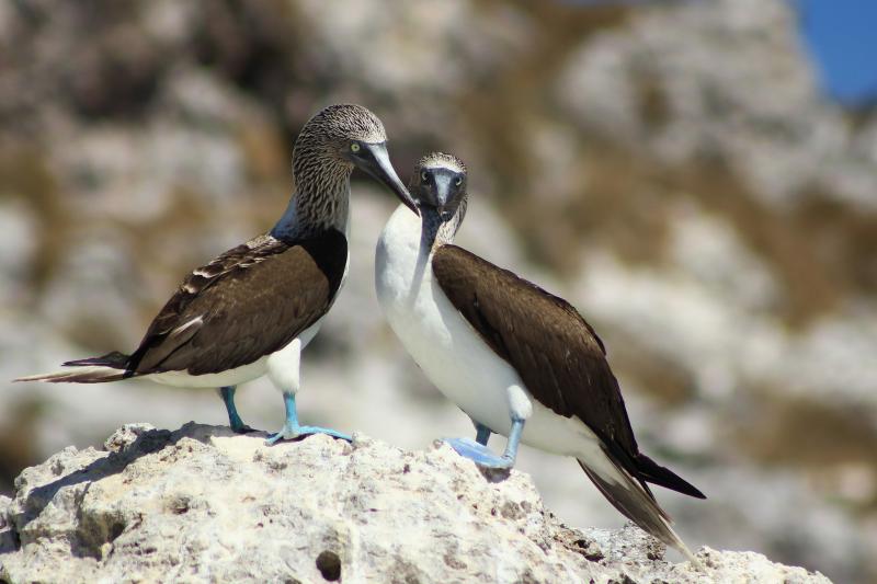 Tour alle Isole Marietas in Catamarano con Colazione e Pranzo - Alloggi in Puerto Vallarta