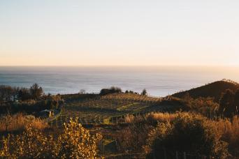 vineyard Cinque Terre