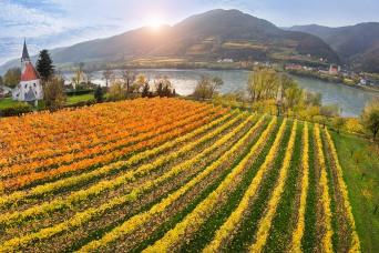 Danube vineyard