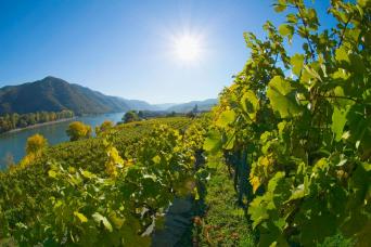 Wachau vineyard