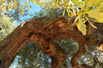 olive grove