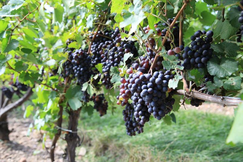 Prosecco Wine Road
