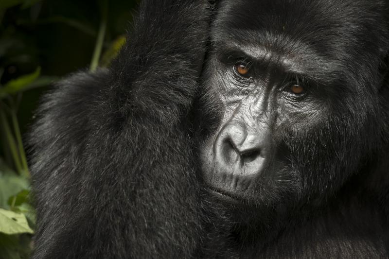 Gorilla tracking Rwanda